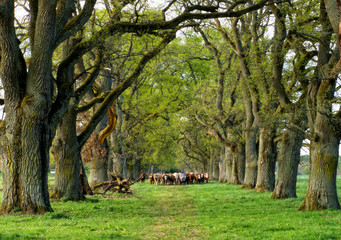 Country landscape in spring with cows