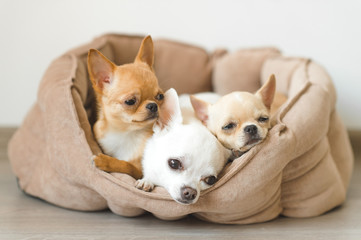 Closeup of three lovely, cute domestic breed mammal chihuahua puppies friends lying, relaxing in dog bed. Pets resting, sleeping together. Pathetic and emotional portrait. Dog ears, eyes and facesþ