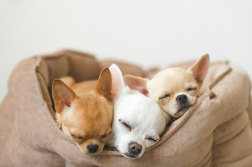 Closeup of three lovely, cute domestic breed mammal chihuahua puppies friends lying, relaxing in dog bed. Pets resting, sleeping together. Pathetic and emotional portrait. Dog ears, eyes and facesþ - obrazy, fototapety, plakaty