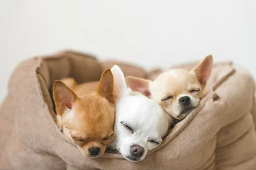 Fotobehang Closeup of three lovely, cute domestic breed mammal chihuahua puppies friends lying, relaxing in dog bed. Pets resting, sleeping together. Pathetic and emotional portrait. Dog ears, eyes and facesþ © benevolente