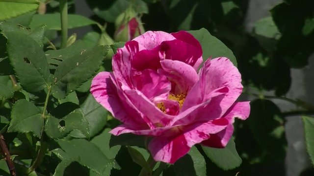 Eine rosa gesprengelte Rosenblüte schaukelt im Wind (Nahaufnahme)