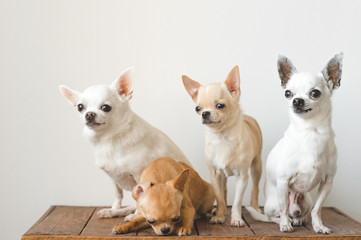 Four young, lovely, cute domestic breed mammal chihuahua puppies friends sitting on wooden vintage box. Pets indoor together looking around and asking. Pathetic soft portrait. Happy dog family.