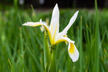 The ants are hard at work on another white iris