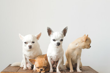 Four young, lovely, cute domestic breed mammal chihuahua puppies friends sitting on wooden vintage box. Pets indoor together looking around and asking. Pathetic soft portrait. Happy dog family.