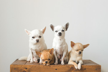 Four young, lovely, cute domestic breed mammal chihuahua puppies friends sitting on wooden vintage box. Pets indoor together looking around and asking. Pathetic soft portrait. Happy dog family.