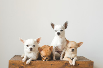 Four young, lovely, cute domestic breed mammal chihuahua puppies friends sitting on wooden vintage box. Pets indoor together looking around and asking. Pathetic soft portrait. Happy dog family.