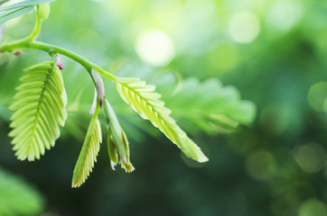 Close up of green leaf with bokhe lights backgrounds