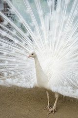 Obraz premium White peacock with tail spread