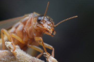 termite