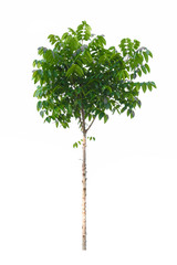 green tree nature isolated on white background