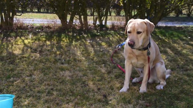 Der Labrador R&uuml;de schleckt um seine Schnauze