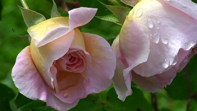 Zwei rosa Rosenbl&uuml;ten mit Wassertropfen schaukeln im Wind (Nahaufnahme)
