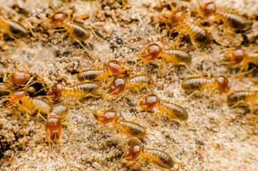 termite