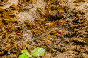 termite