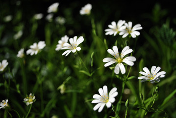 Cerastium arvense (field mouse-ear or field chickweed) flowers blooming in forest, soft bokeh