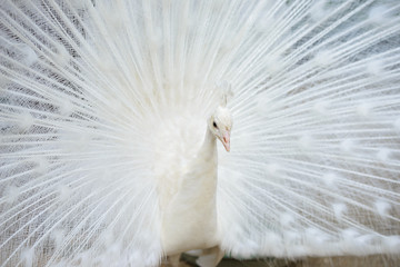 White peacock with tail spread