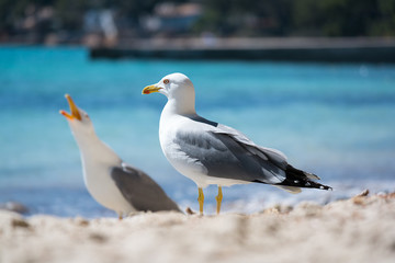 Two seagulls at the beach