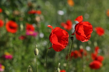 coquelicot