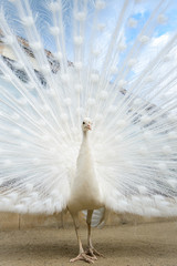 Obraz premium White peacock with tail spread