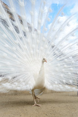 Fototapeta premium White peacock with tail spread