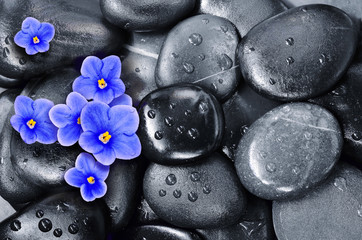 Set of violet flowers on pebble