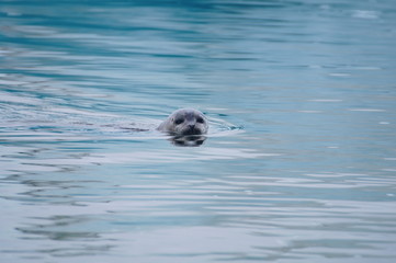 Harbor seal swimming in lake