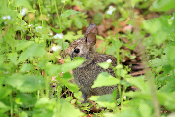 Naklejka na ściany i meble Cotton-tail Rabbit feeding in early spring on greens