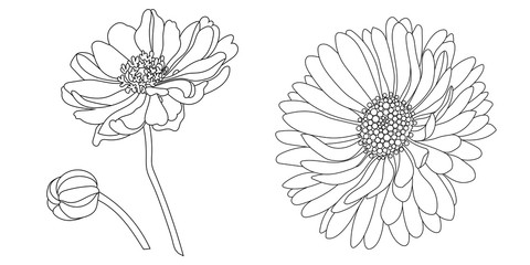 Camomile, echinacea flower drawing vector illustration. - obrazy, fototapety, plakaty