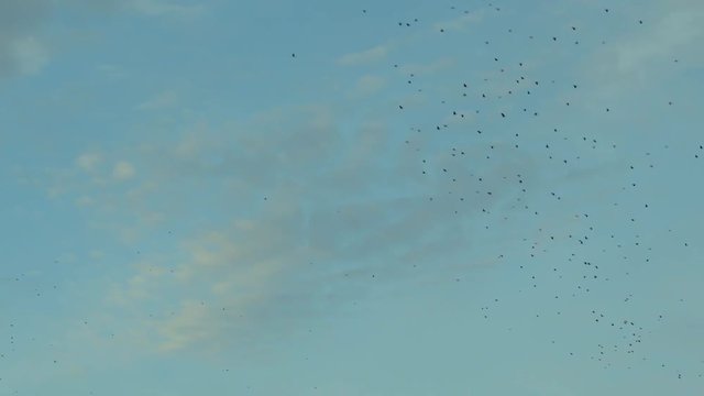 Group of wild birds gliding in the sky on sunny day in United States. Big flock of silhouetted craws soaring in the air. Crowd of many beautiful black ravens floating in blue skies on sunny summer day