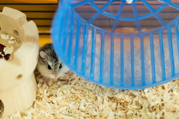 Dwarf Roborovski hamster