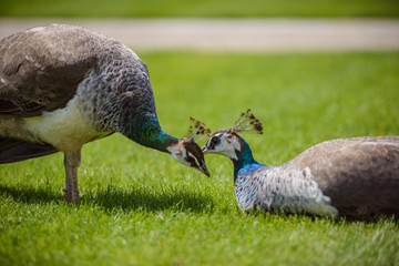 Female Peacock in grass