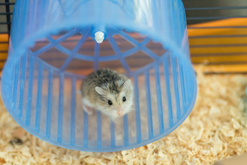 Dwarf Roborovski hamster in spinning wheel