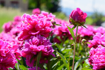 Pfingstrose in Pink im beet im Sommer