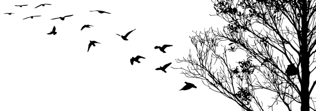 Flying birds and branch silhouettes on white background
