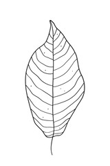 Hand drawn leaf line art on the white background 