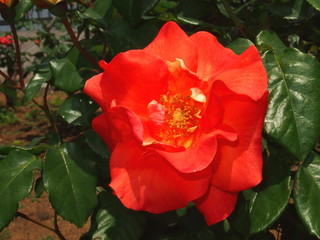 バラ、プリンセスミチコ/ロイヤルローズでオレンジ色は珍しい。美智子皇后のプリンセス時代に贈られた。 - obrazy, fototapety, plakaty
