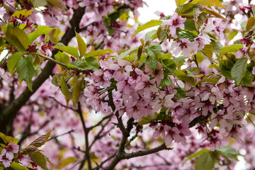 Flowering cherry in the spring