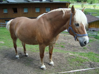 Pferd auf der Koppel