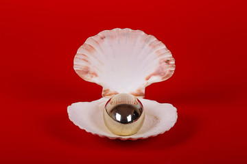 Shell with a pearl, jewelry, red isolated background