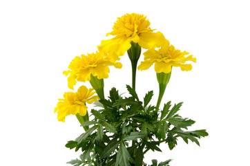 Tagetes