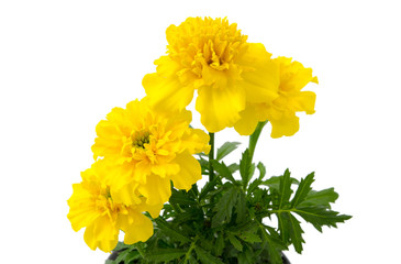 Tagetes