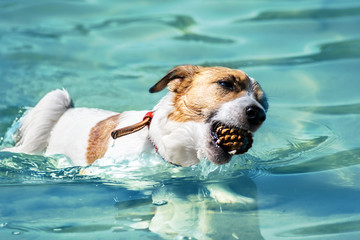 A cute dog Jack Russell swimming With a pine cone in the teeth in blue water in the river at sunny summer