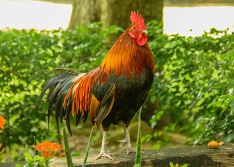 Thai chicken colorful