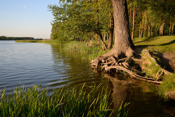 Tree on the river bank