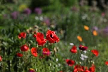 Naklejka premium coquelicot