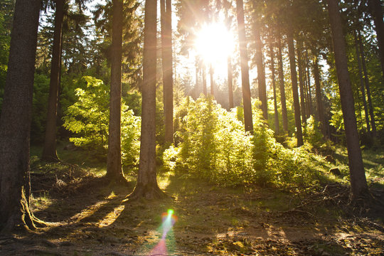 Die Abendsonne scheint in den Wald: der Fuchstanz im Taunus