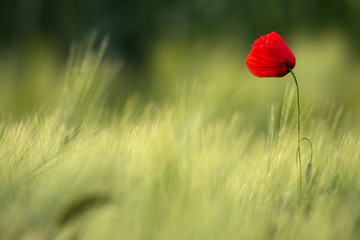 Picturesque Single Wild Poppy On A Background Of Ripe Wheat.Wild Red Poppy, Shot With A Shallow Depth Of Focus, On A Yellow Wheat Field In The Sun. Lonely Red Poppy Close-Up Among Wheat