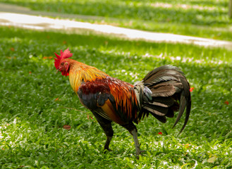 Thai chicken colorful