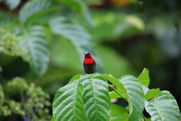 Crimson sunbird (Aethopyga siparaja) in Indonesia
