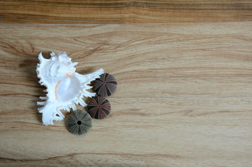 sea shell on wooden wall, seashell, wood table